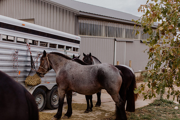 sam-horses-22-1016
