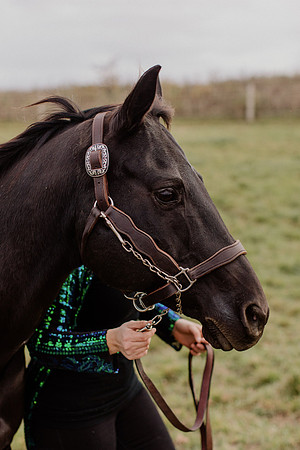 sam-horses-22-1029