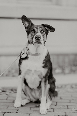 Mary-Bryce-Ensor-Wedding-1343