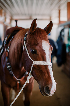 AKHorsemanship-1012