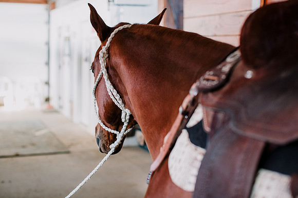 AKHorsemanship-1009