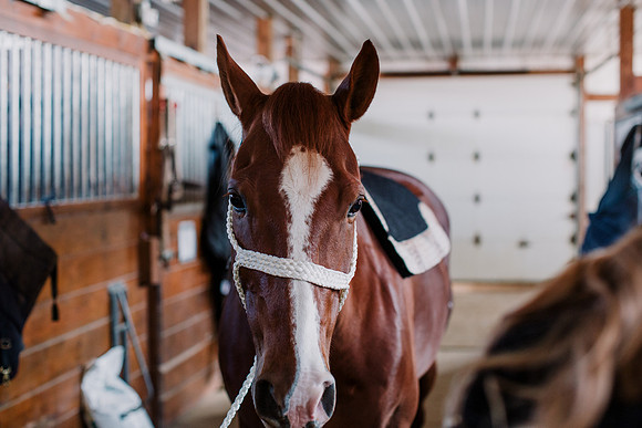 AKHorsemanship-1002