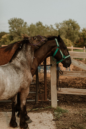 Sam-Horses-1045