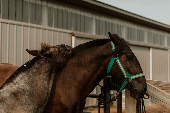 Sam-Horses-1046