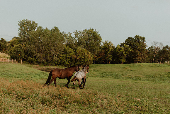 Sam-Horses-1047