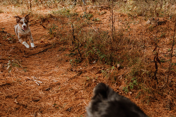 Ashley-Wyatt-Dogs-1023