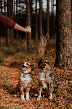 Ashley-Wyatt-Dogs-1026