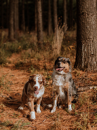 Ashley-Wyatt-Dogs-1027