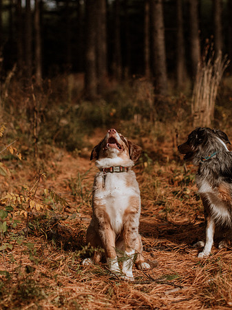 Ashley-Wyatt-Dogs-1028