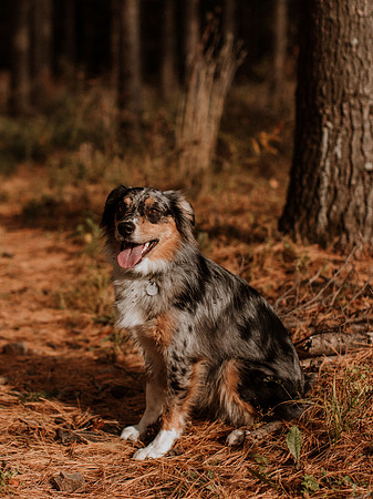 Ashley-Wyatt-Dogs-1029