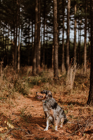 Ashley-Wyatt-Dogs-1030
