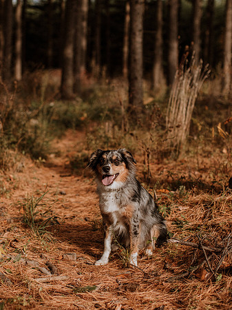 Ashley-Wyatt-Dogs-1031