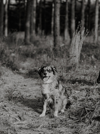 Ashley-Wyatt-Dogs-1032