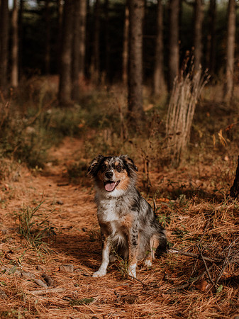 Ashley-Wyatt-Dogs-1033