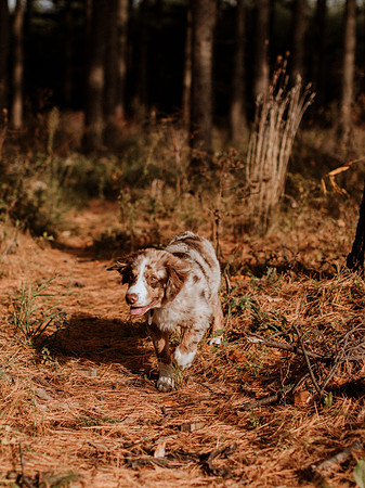 Ashley-Wyatt-Dogs-1034