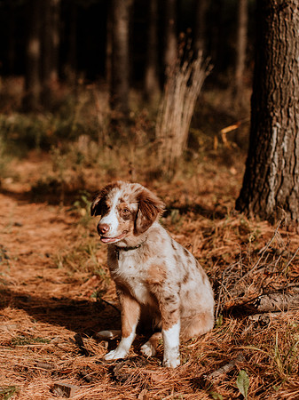Ashley-Wyatt-Dogs-1035