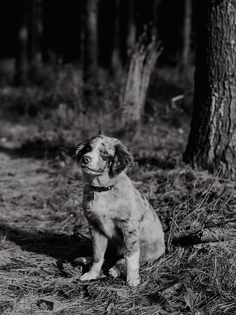 Ashley-Wyatt-Dogs-1036