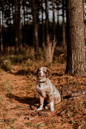Ashley-Wyatt-Dogs-1037