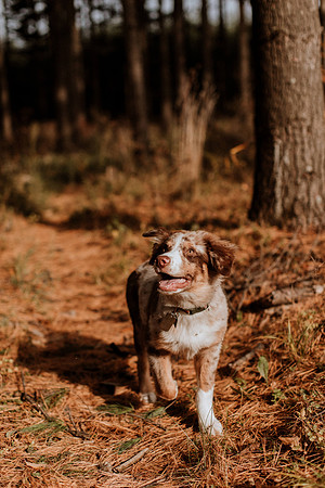 Ashley-Wyatt-Dogs-1038