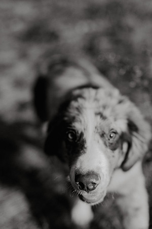 Ashley-Wyatt-Dogs-1039