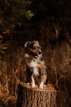 Ashley-Wyatt-Dogs-1040