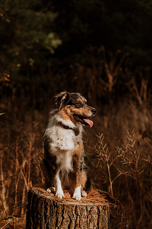 Ashley-Wyatt-Dogs-1041