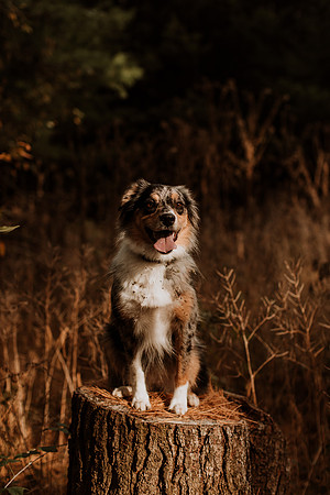 Ashley-Wyatt-Dogs-1042