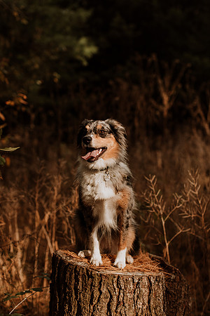 Ashley-Wyatt-Dogs-1043