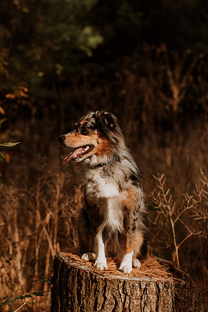 Ashley-Wyatt-Dogs-1044