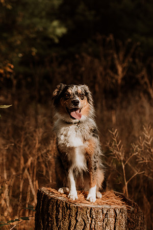 Ashley-Wyatt-Dogs-1045