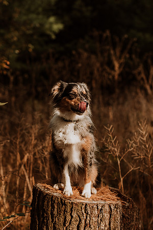 Ashley-Wyatt-Dogs-1046