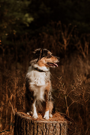 Ashley-Wyatt-Dogs-1047