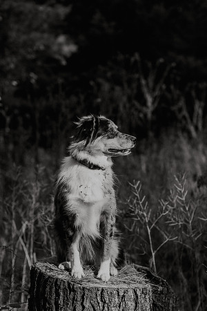 Ashley-Wyatt-Dogs-1048