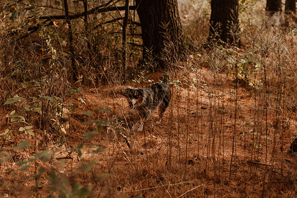 Ashley-Wyatt-Dogs-1049