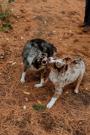 Ashley-Wyatt-Dogs-1104